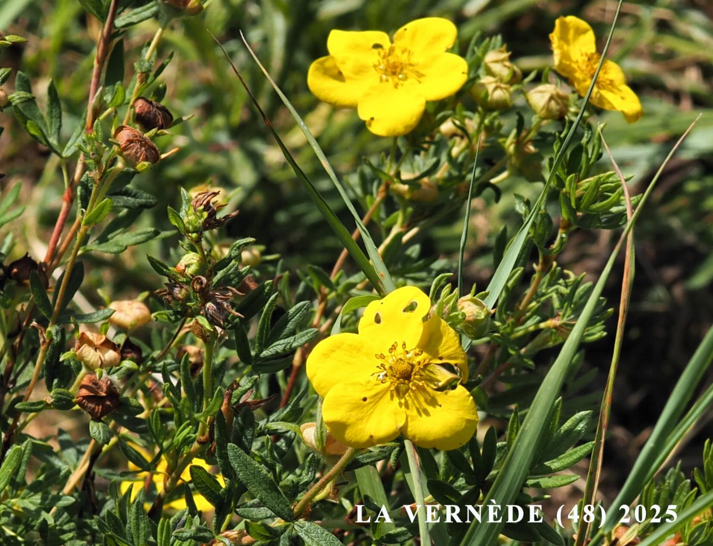 Cinquefoil, Shrubby flower